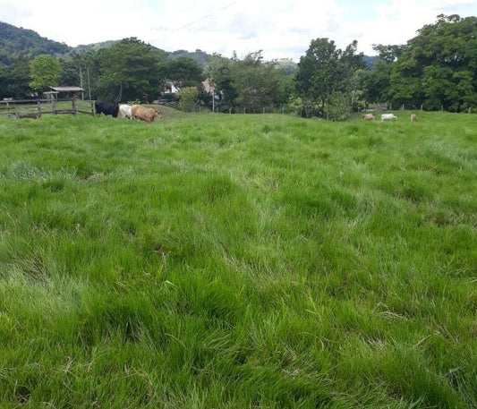 SEMILLA BRACHIARIA HUMIDÍCOLA