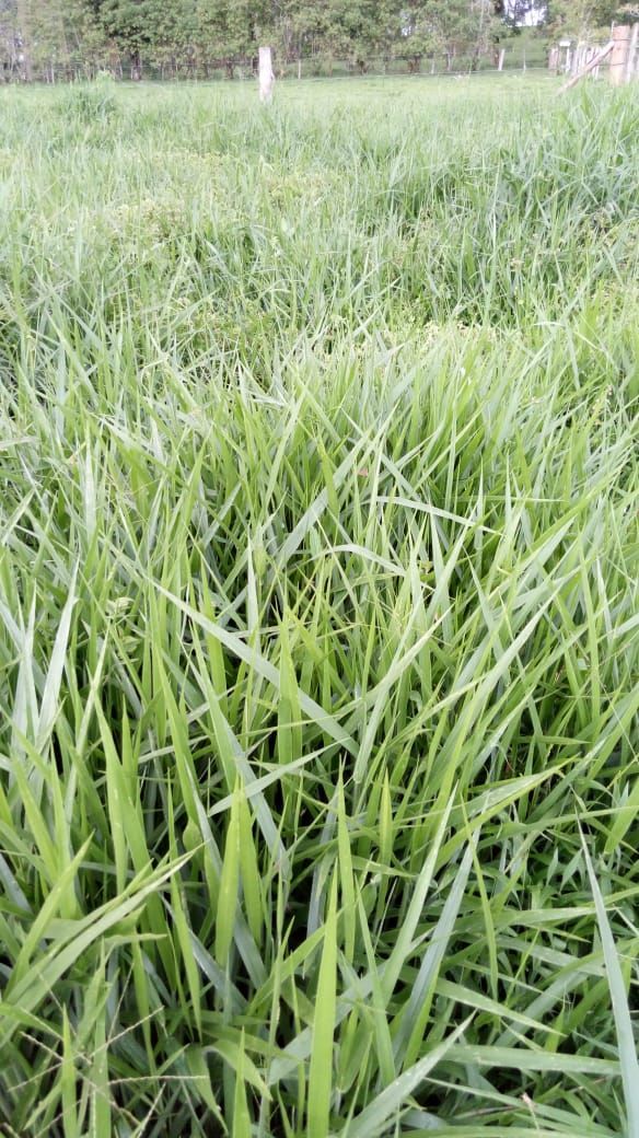 SEMILLA BRACHIARIA BRIZANTHA TOLEDO