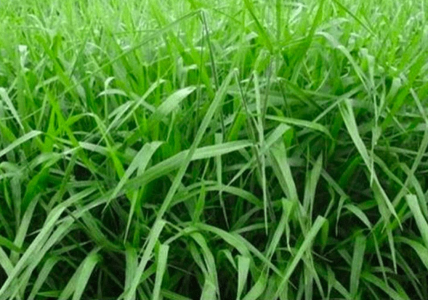 SEMILLA BRACHIARIA BRIZANTHA MARANDÚ