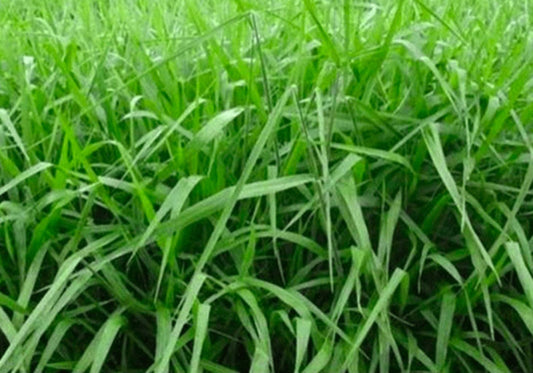 SEMILLA BRACHIARIA BRIZANTHA MARANDÚ