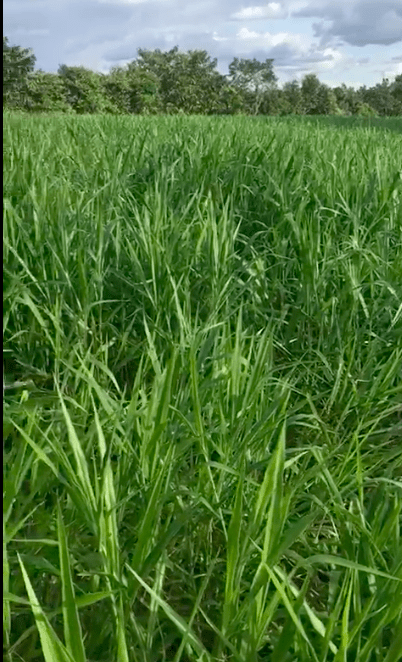 SEMILLA BRACHIARIA RUZIZIENSIS