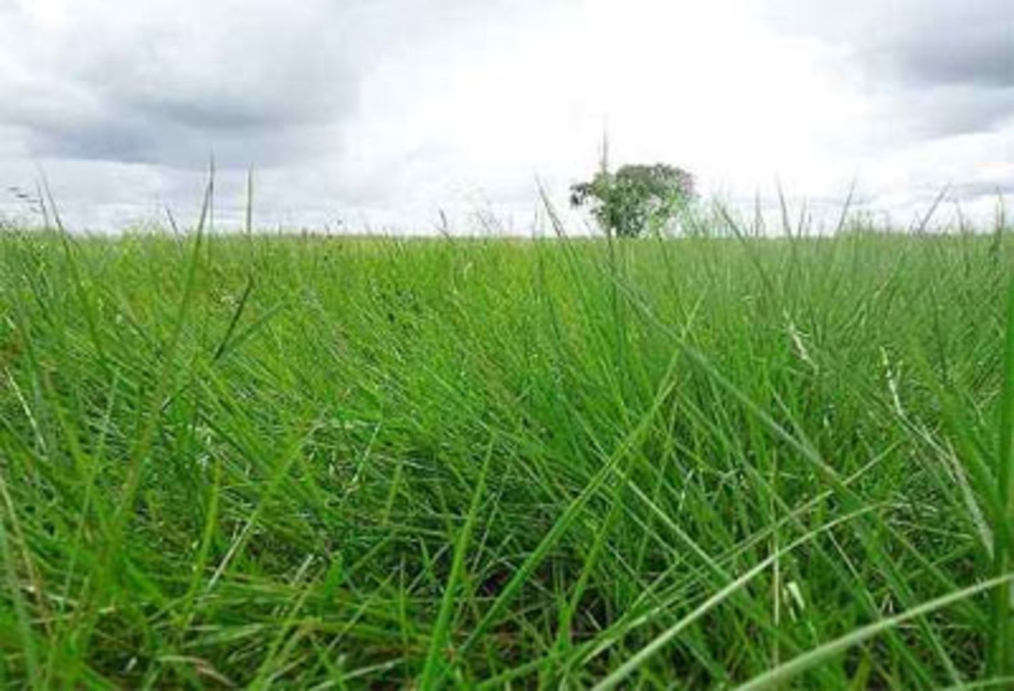 SEMILLA PASTO LLANERO