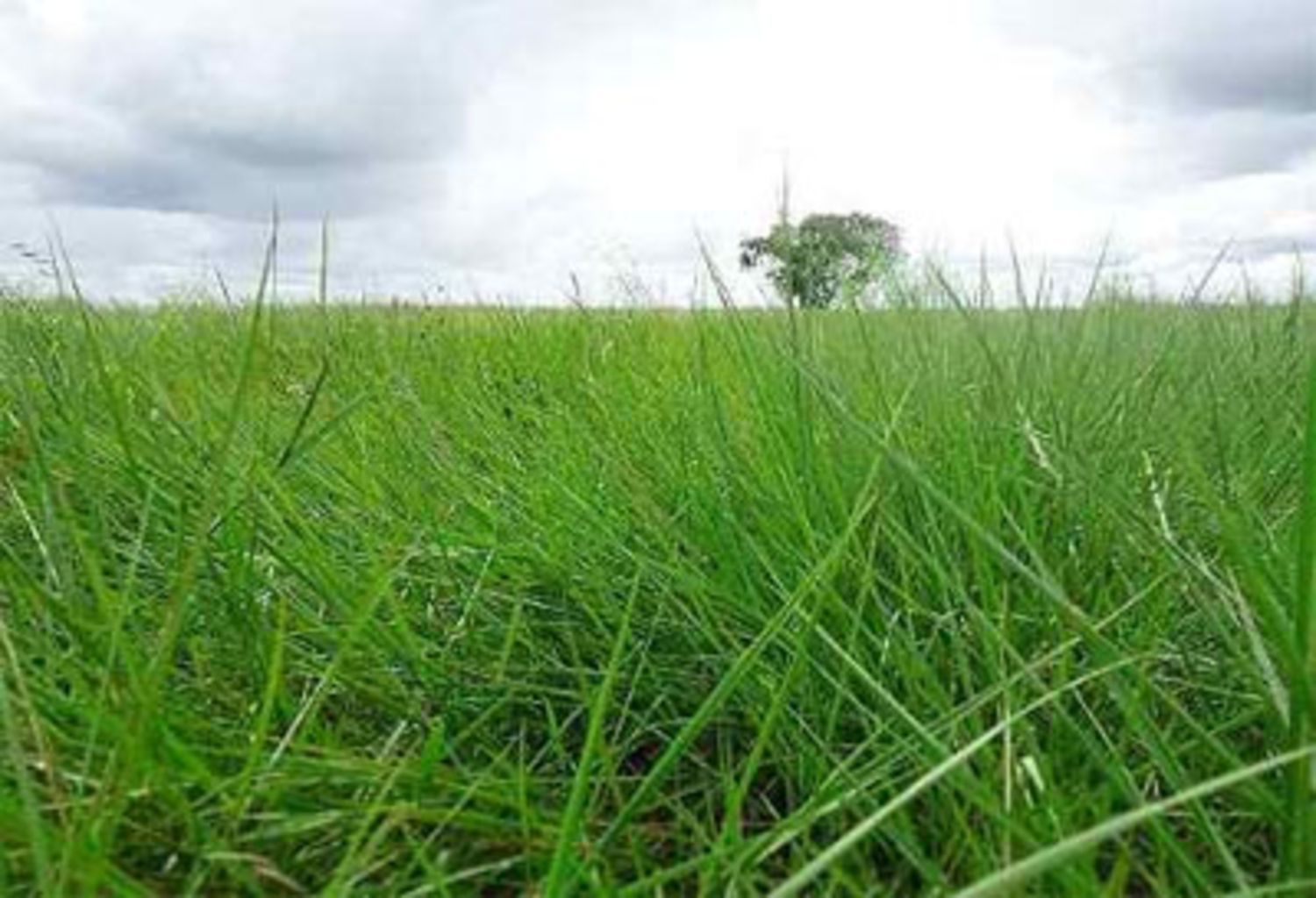 SEMILLA PASTO LLANERO