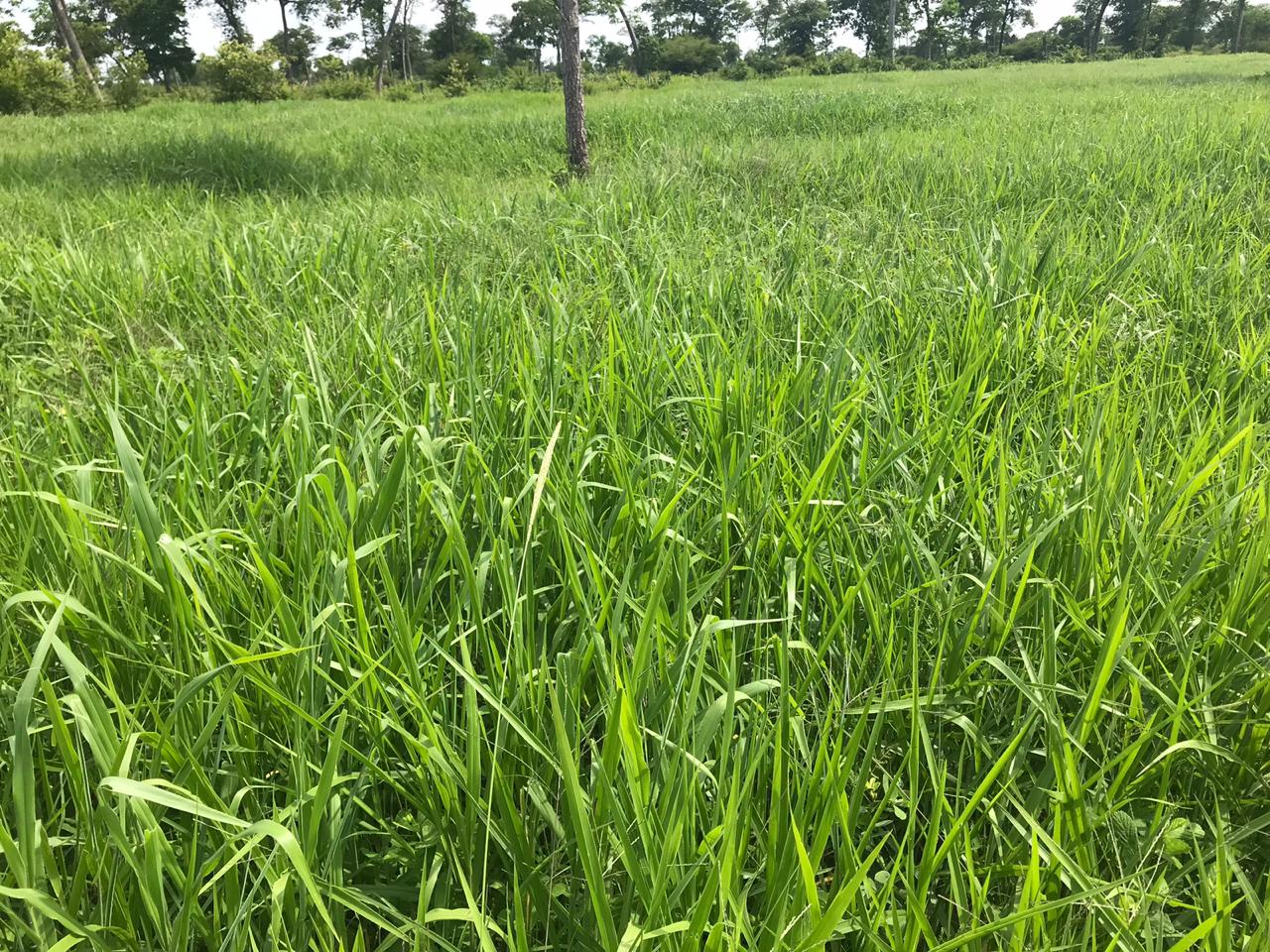 BRACHIARIA BRIZANTHA PAIAGUÁS ELITE