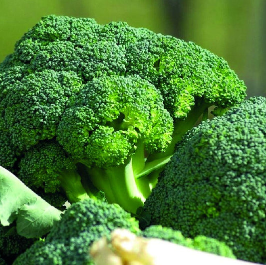 BRÓCOLI MEDITERRÁNEO F1