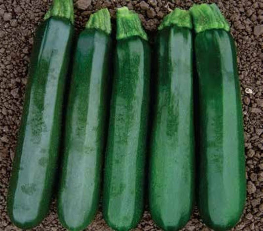 CALABACÍN AMANDA F1