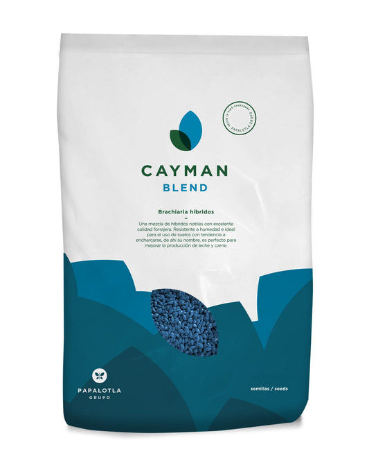 BRACHIARIA HIBRIDA CAYMAN
