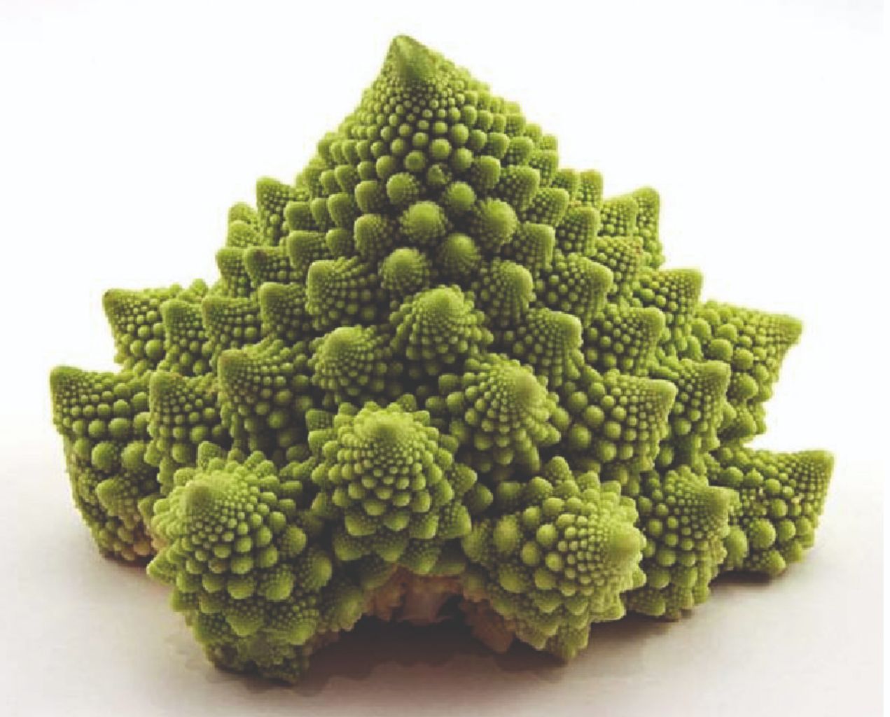 COLIFLOR NAVONA F1