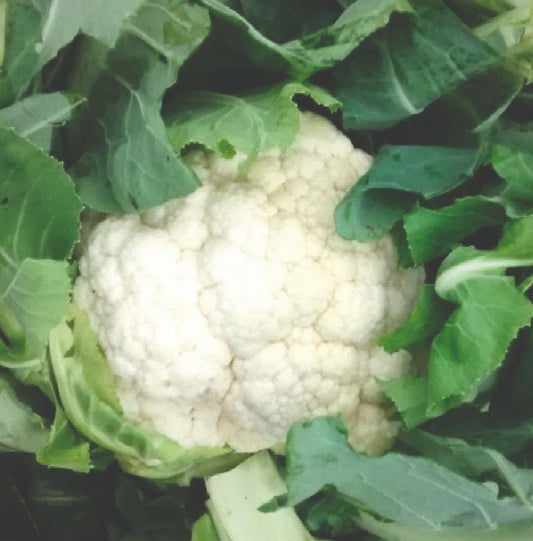 COLIFLOR VICTORIA F1