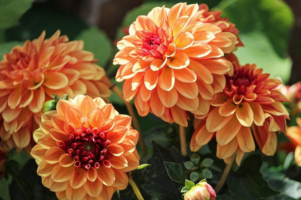 SEMILLAS DE DALIA