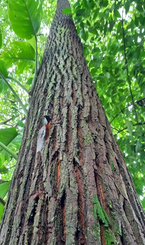 SEMILLA EUCALIPTO PELLITA AUSTRALIA