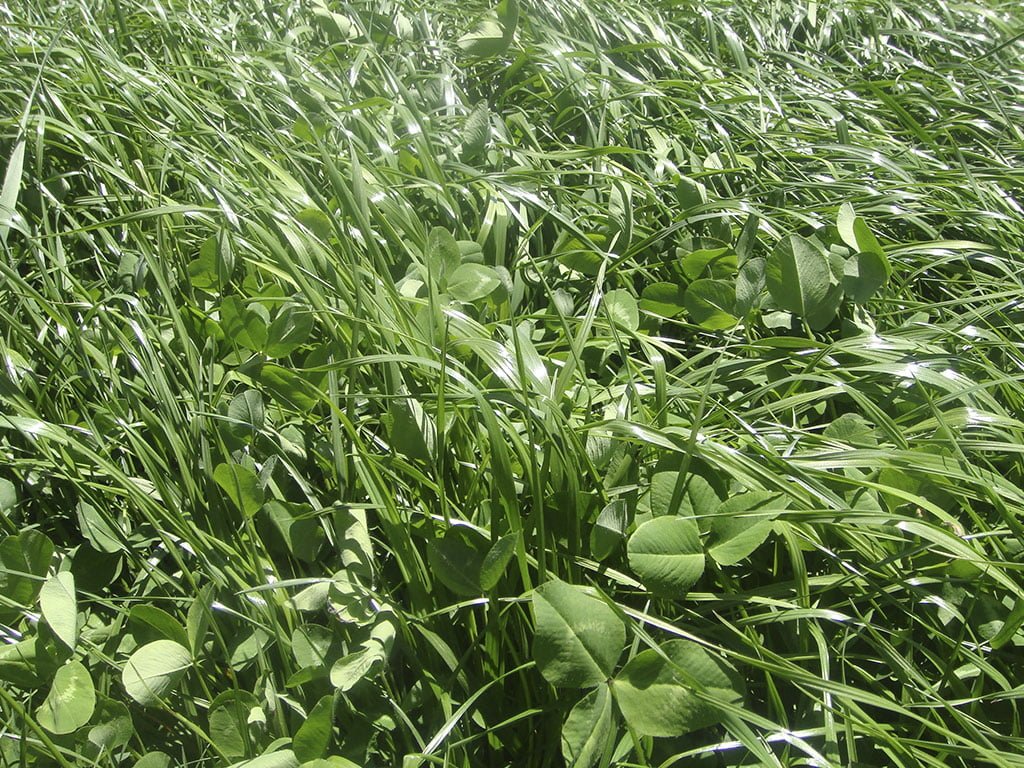 FORRAJE TETRABLEND 260