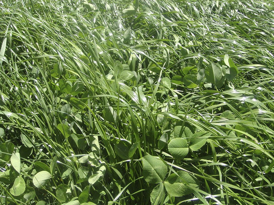 FORRAJE TETRABLEND 260