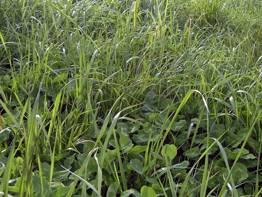 FORRAJE TETRABLEND 880 DRY