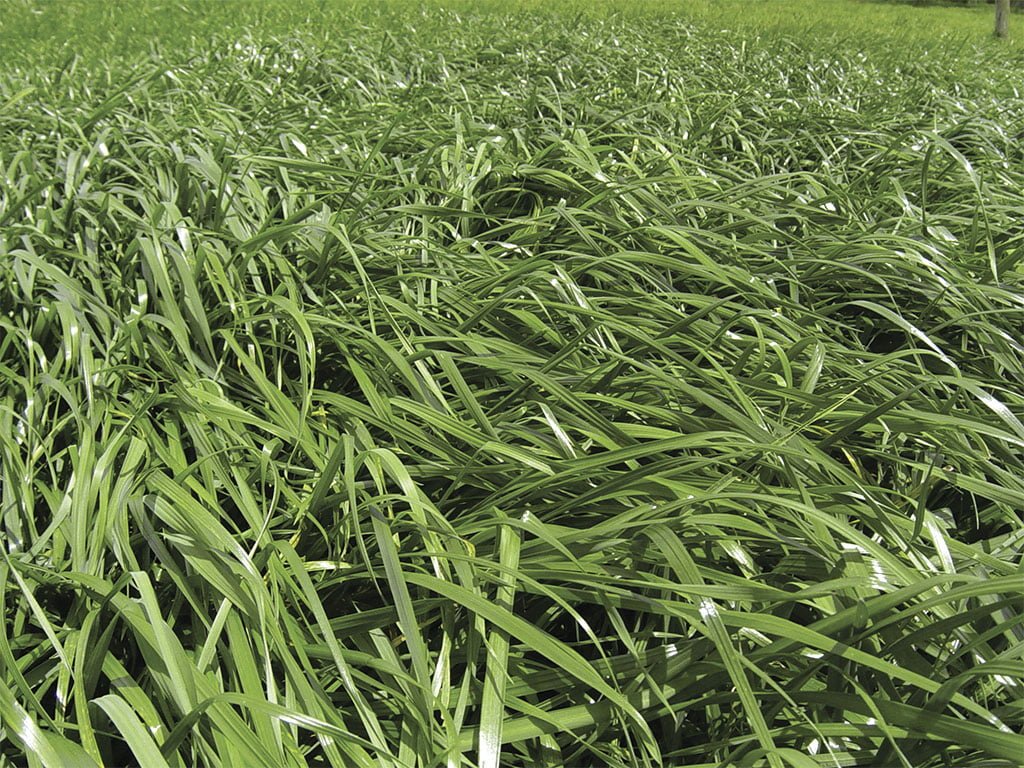 FORRAJE TETRABLEND 880