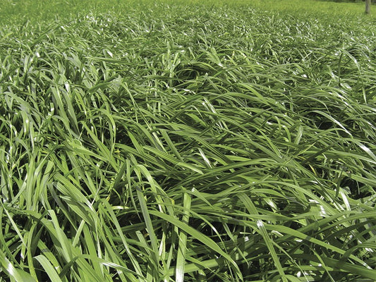 FORRAJE TETRABLEND 880