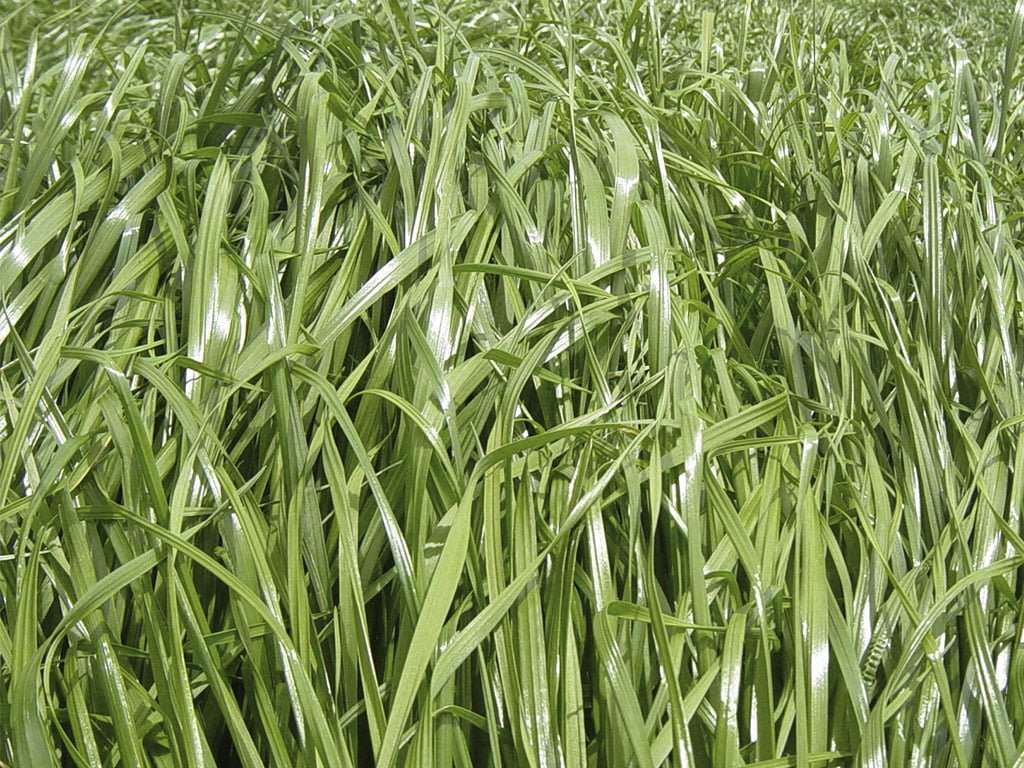 FORRAJE TETRABLEND ITALIANO