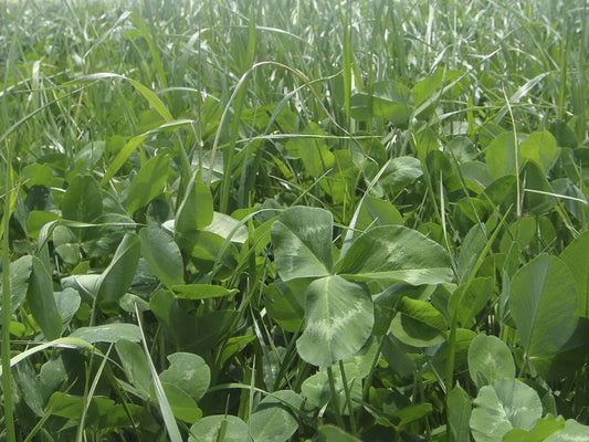 FORRAJE TETRABLEND PROTEICO