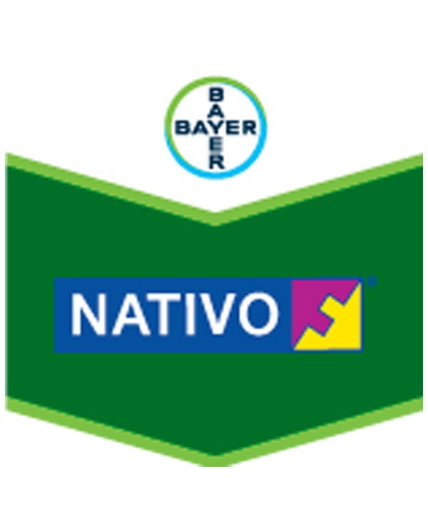 FUNGICIDA TEBUCONAZOLE + TRIFLOXYSTROBIN NATIVO SC 300