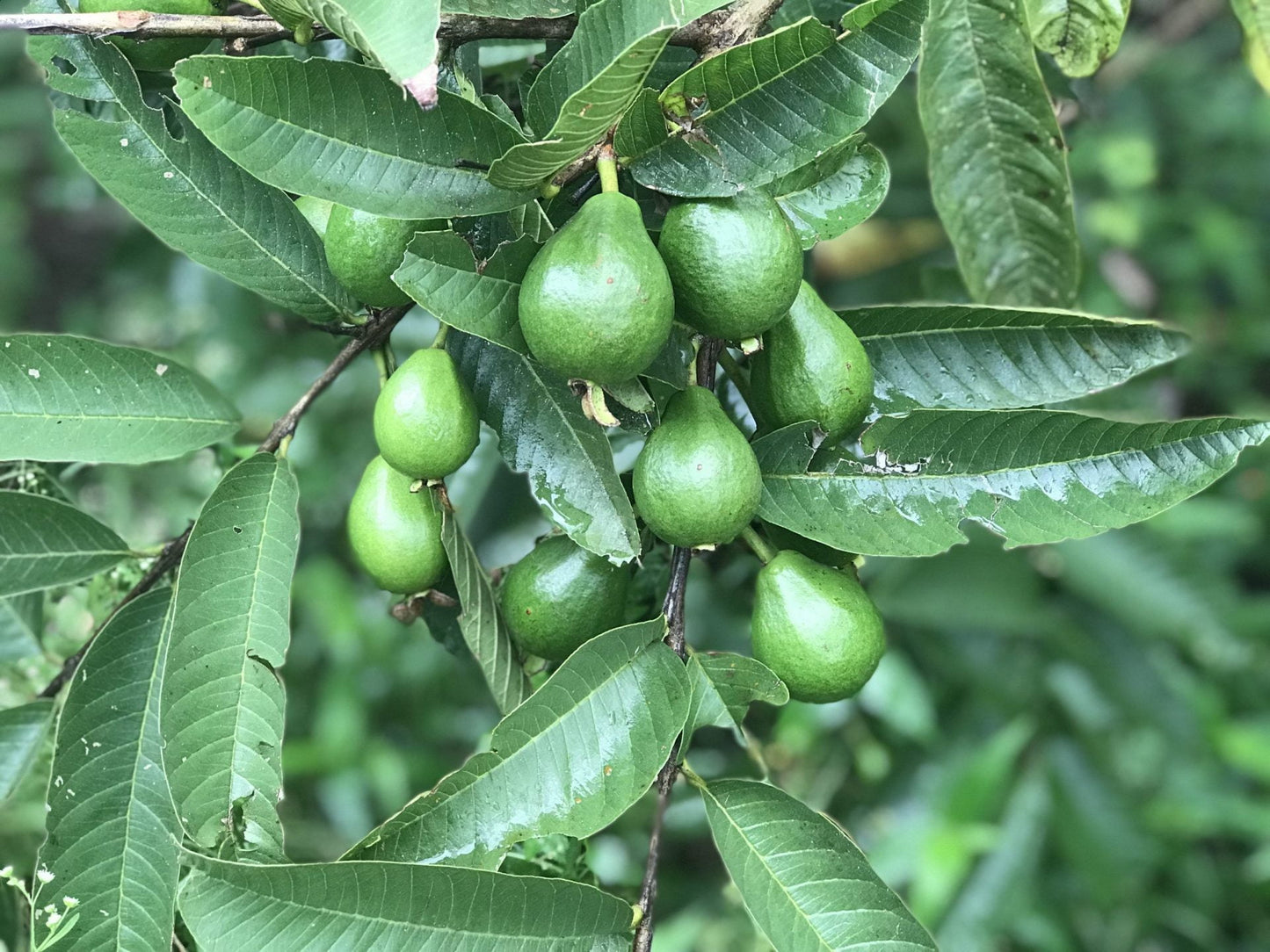 FERTILIZANTE FOLIAR TROPIACTIVO