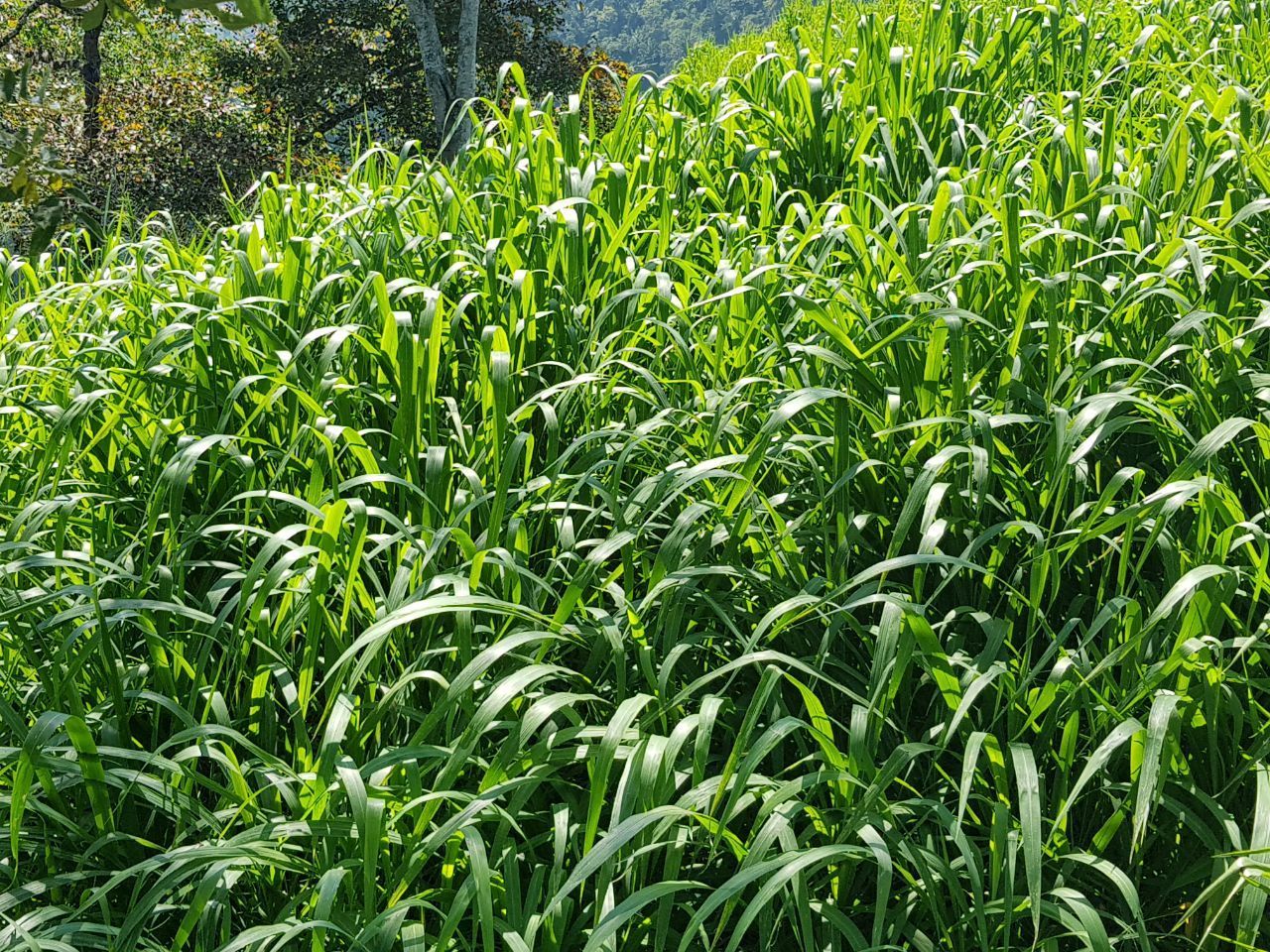 SEMILLA DE GUINEA TANZANIA