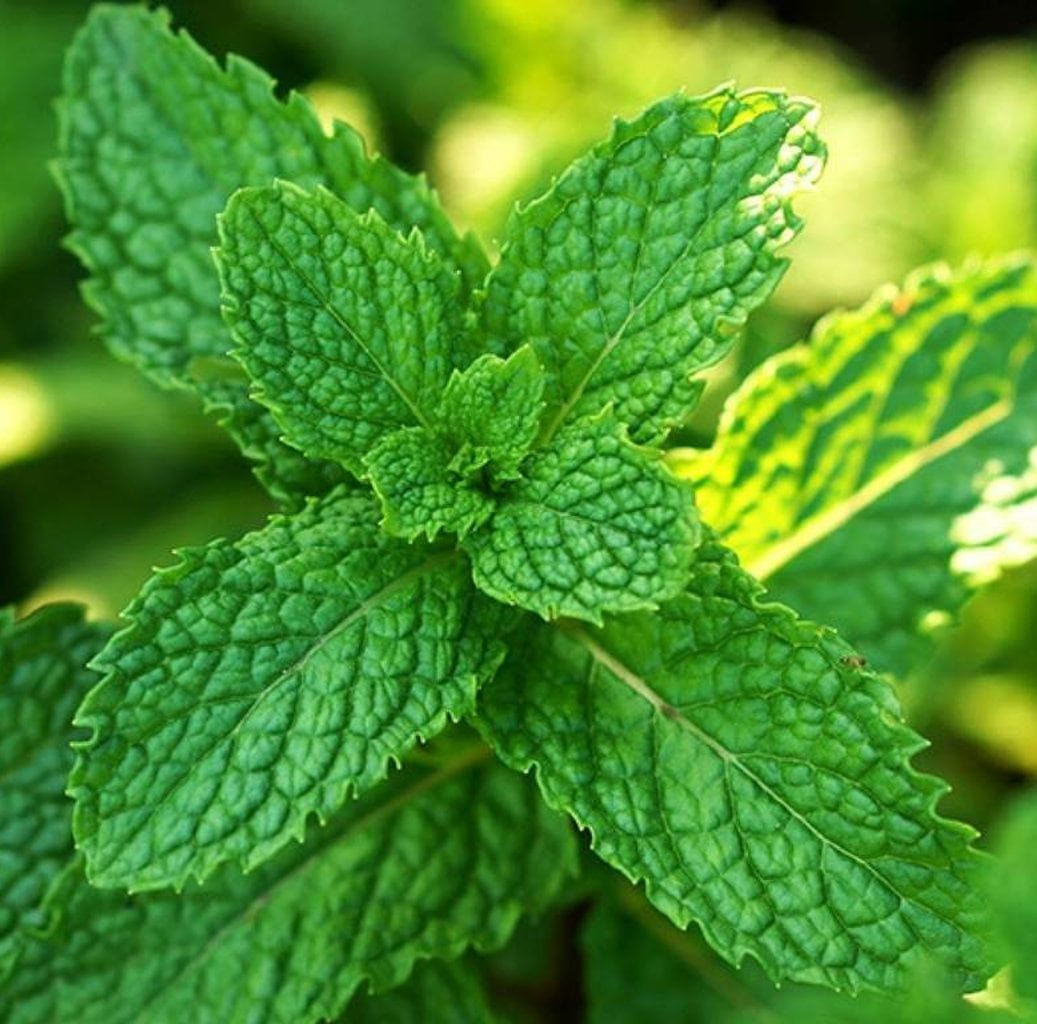 SEMILLAS DE HIERBABUENA