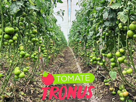 Tomate Tronus R2 F1