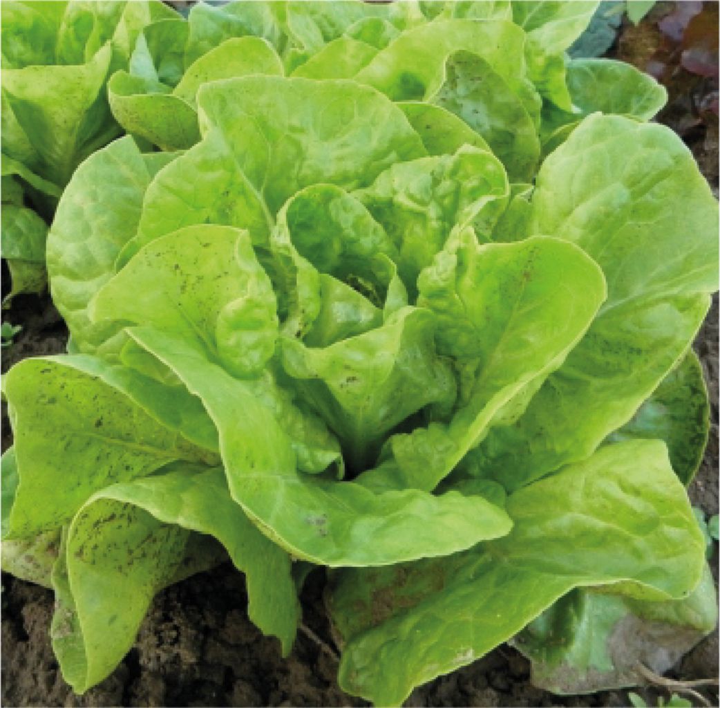 LECHUGA GRANDES LAGOS BATAVIA