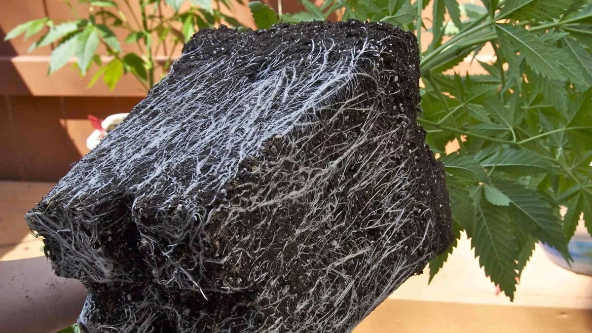 MICORRIZAS ACTIVADOR DE RAÍZ