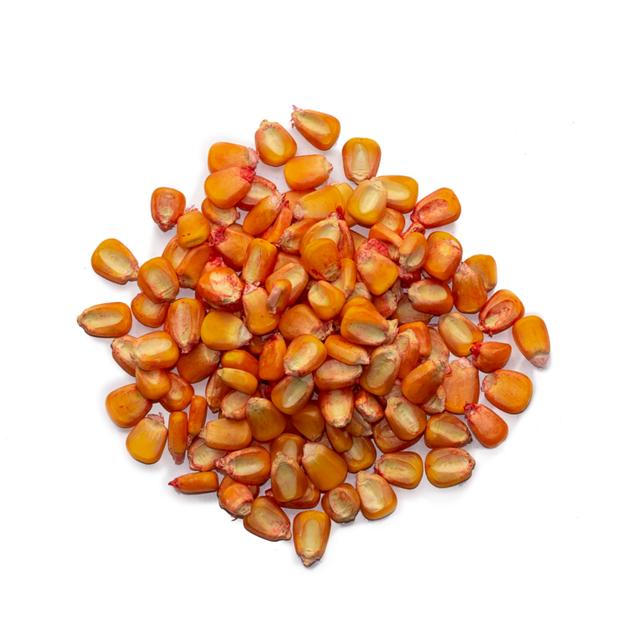 MAIZ AMARILLO ICA V 305