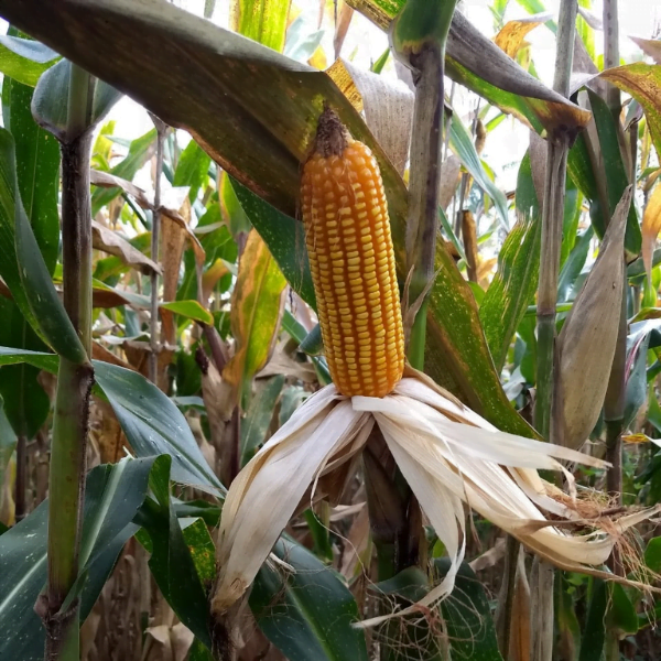 SEMILLA MAIZ AMARILLO AGROSAVIA V-117