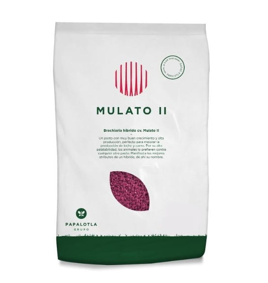 BRACHIARIA HIBRIDA MULATO II