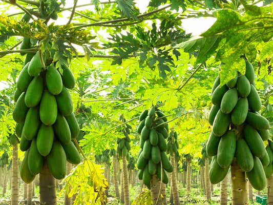 SEMILLA PAPAYA PAULINA F1 - 100sem