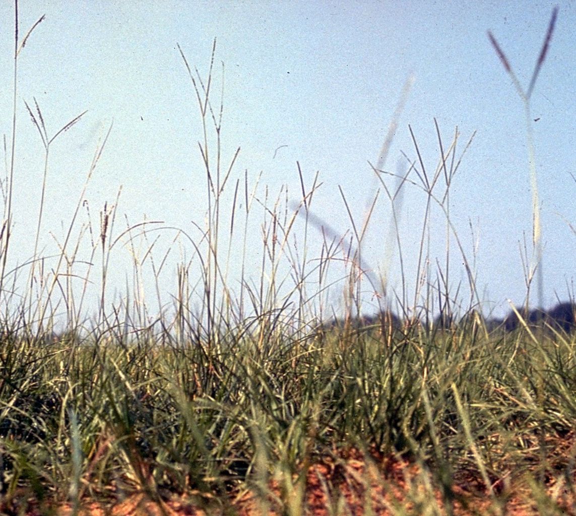 BAHÍA PENSACOLA MACANA