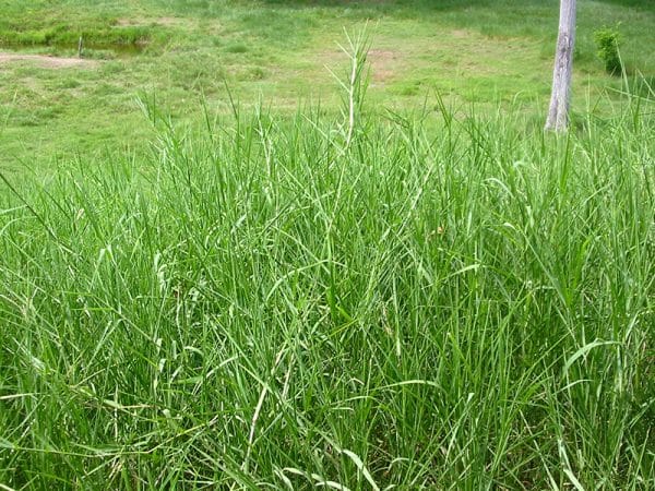 PASTO ESTRELLA AFRICANA