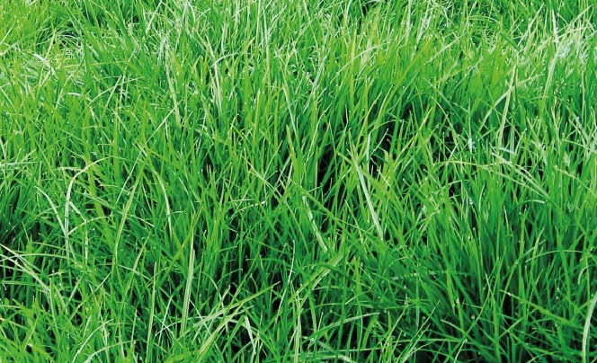 PASTORAL RYE GRASS PERENNE