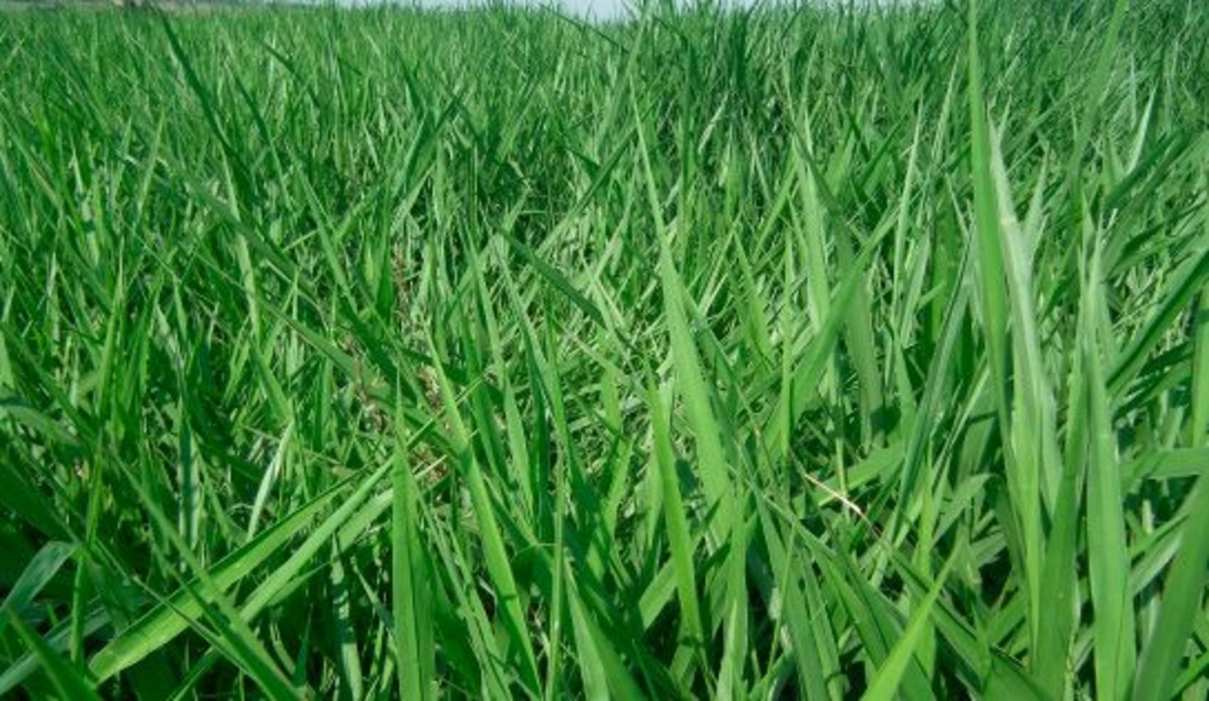 SEMILLA BRIZANTHA cv PIATA