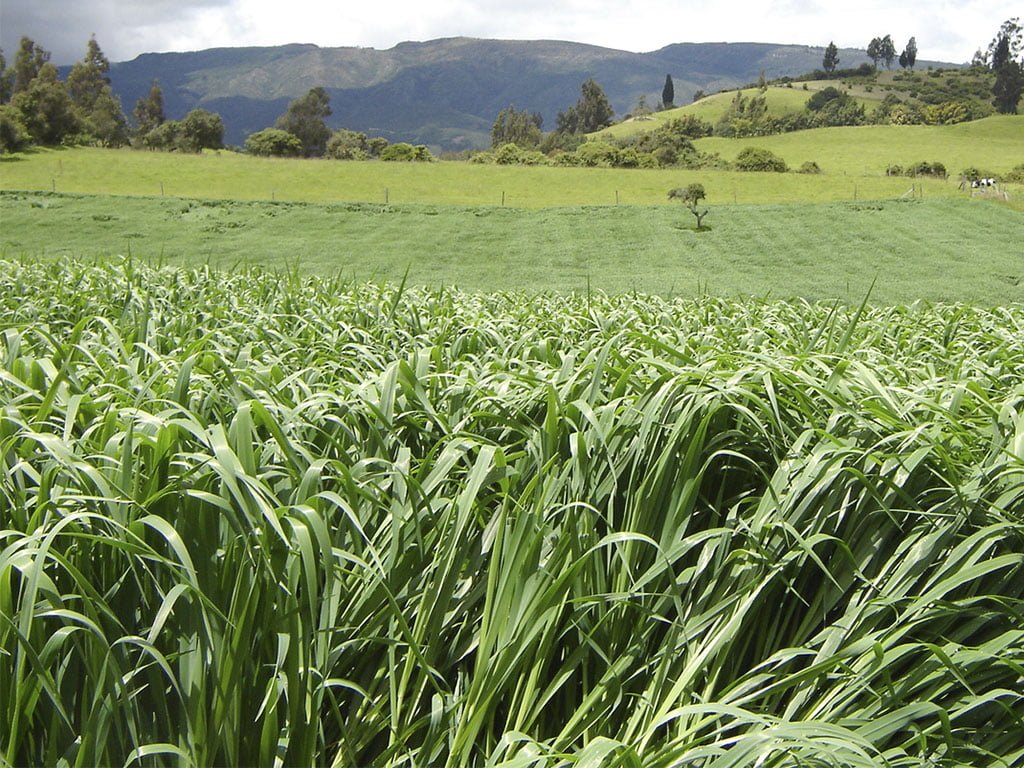 SEMILLA AVENA FORRAJERA CAYUSE