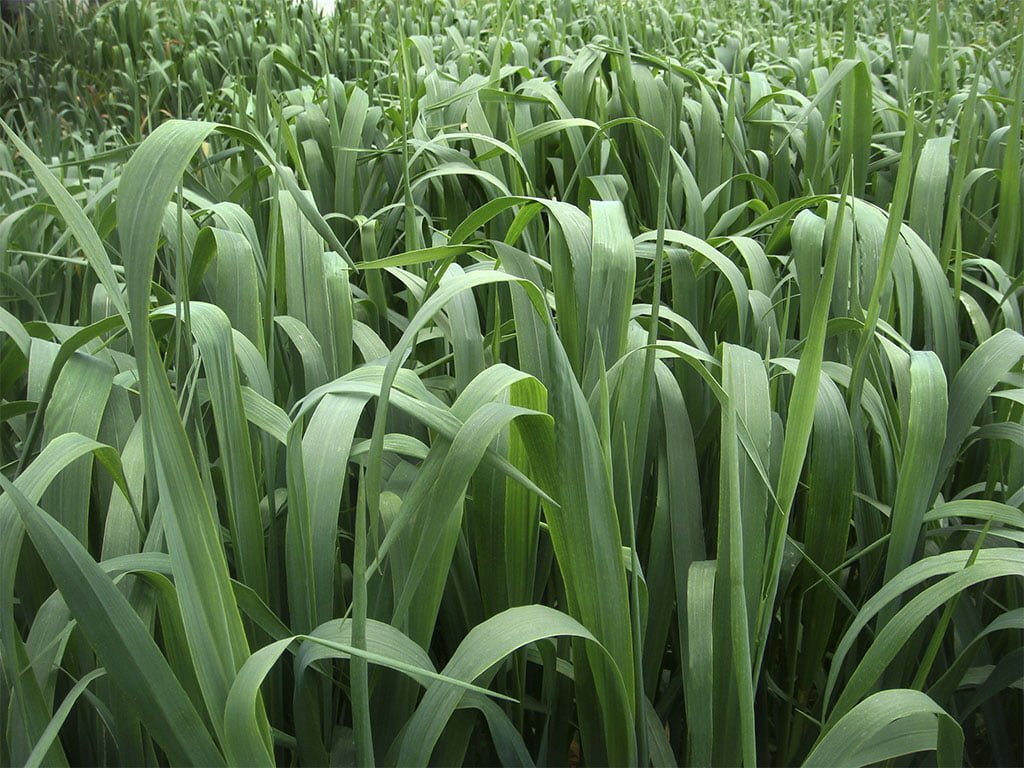 SEMILLA AVENA FORRAJERA EVERLEAF