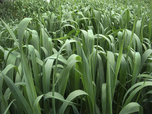 SEMILLA AVENA FORRAJERA EVERLEAF