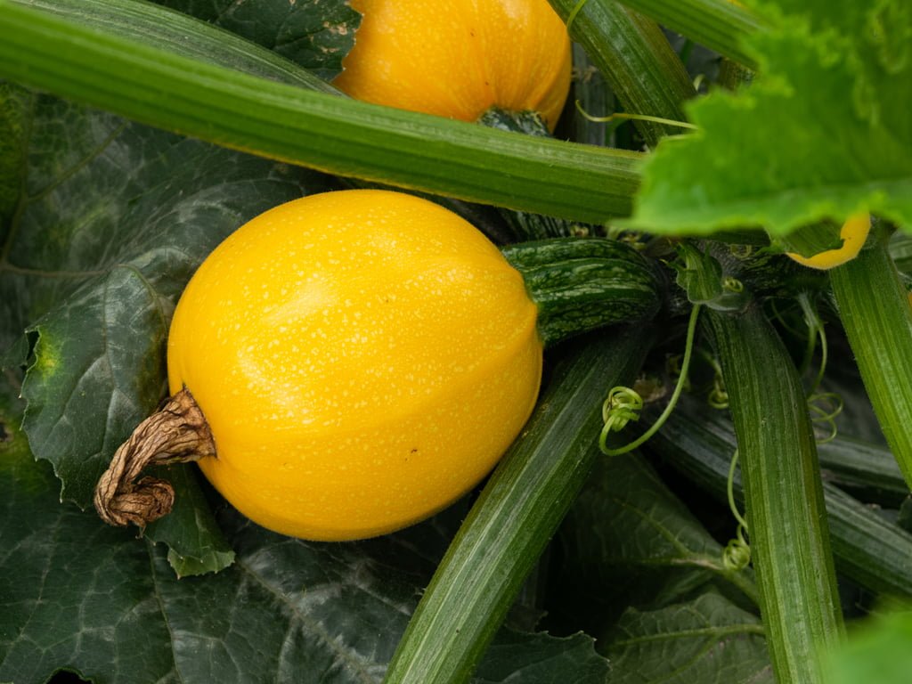 SEMILLA CALABACIN FLORIDOR F1