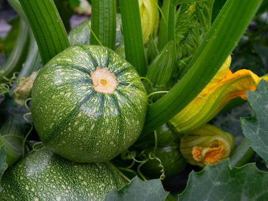 SEMILLA CALABACIN GEODE F1