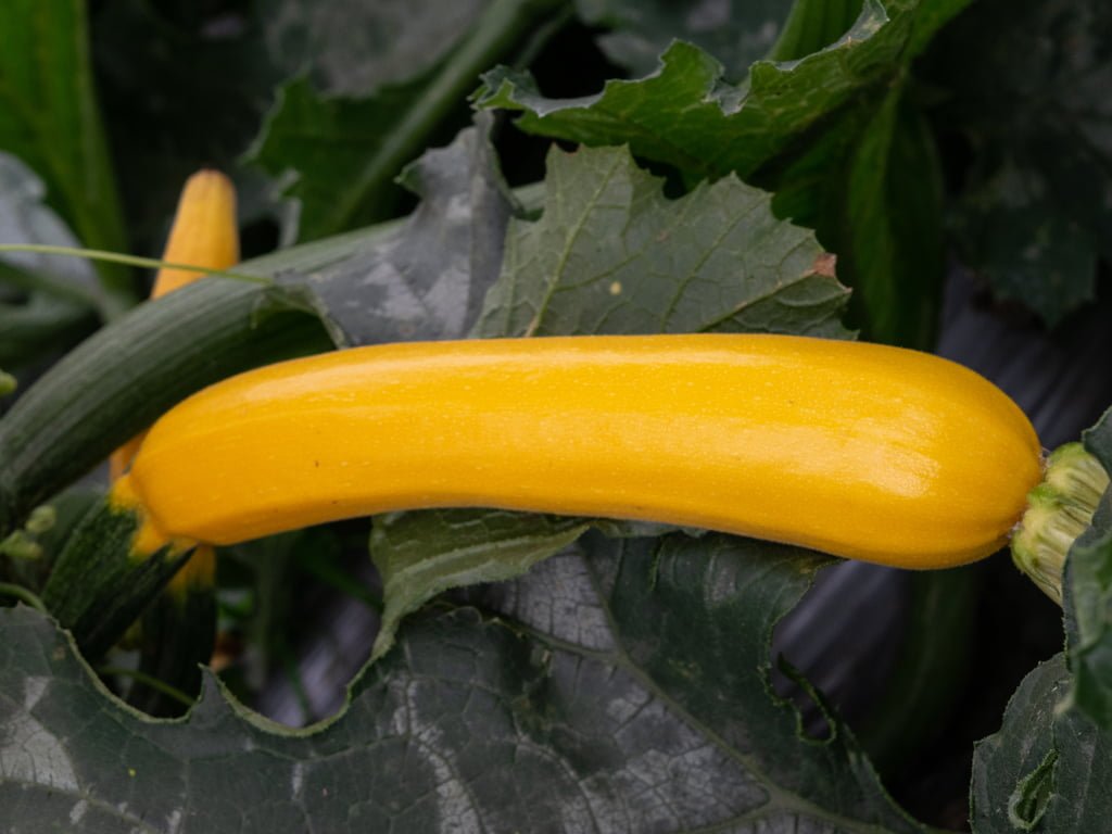 SEMILLA CALABACIN PARADOR F1