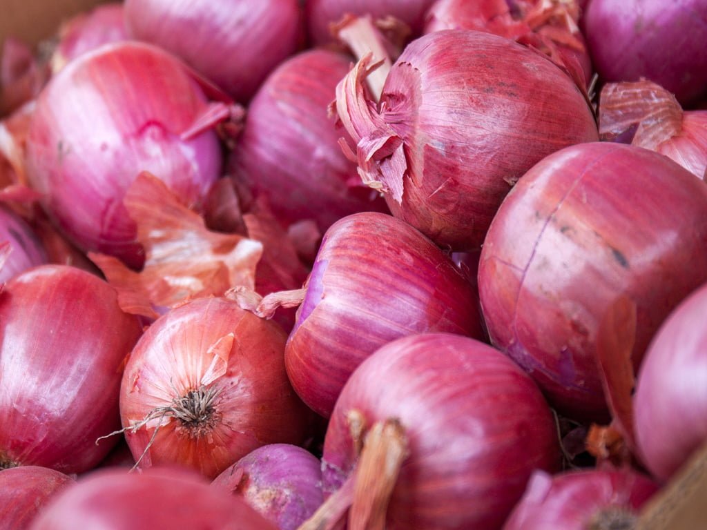 SEMILLA CEBOLLA PANTERA ROSA F1