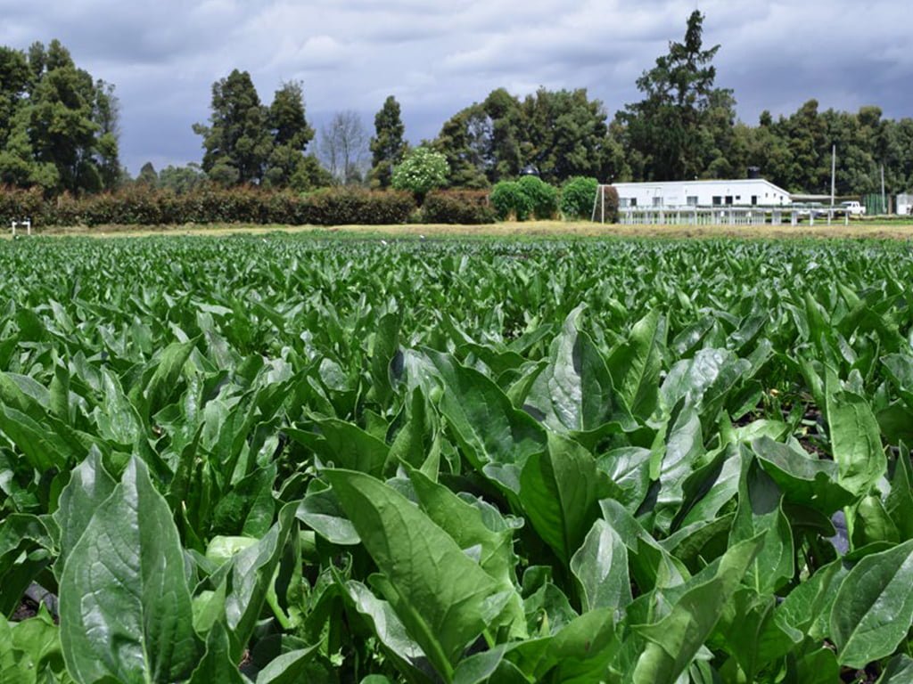 SEMILLA ESPINACA CELIA F1