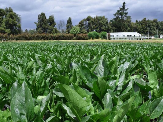 SEMILLA ESPINACA CELIA F1