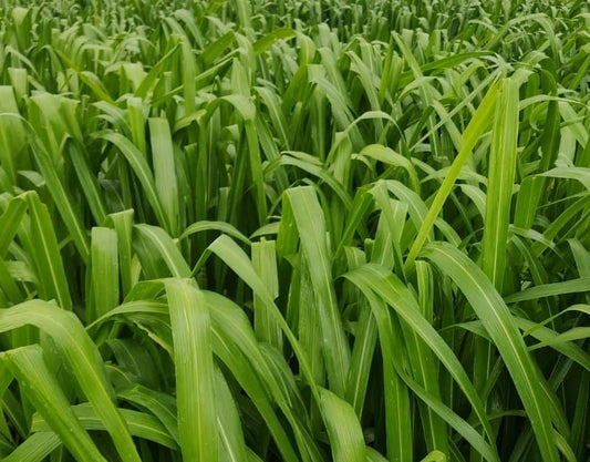 SEMILLA GUINEA MIYAGUI