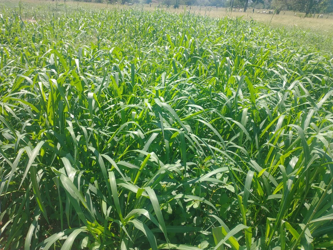 SEMILLA INDIA MASSAI