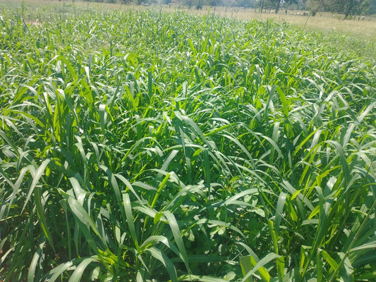 SEMILLA INDIA MASSAI