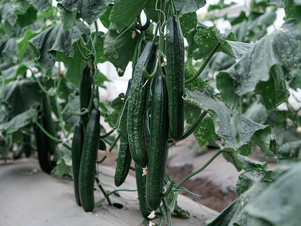 SEMILLA PEPINO HOMERO F1